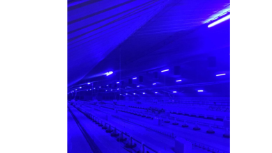 Enhancing Broiler House Lighting with Hontech Wins' Poultry LED Solutions in the UK